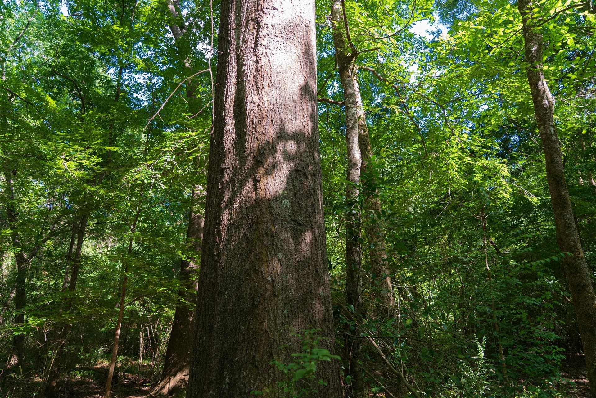 159.38 acres in Cherokee County - photo 20