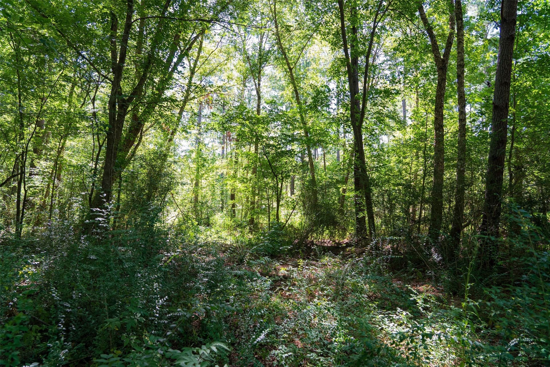 159.38 acres in Cherokee County - photo 5