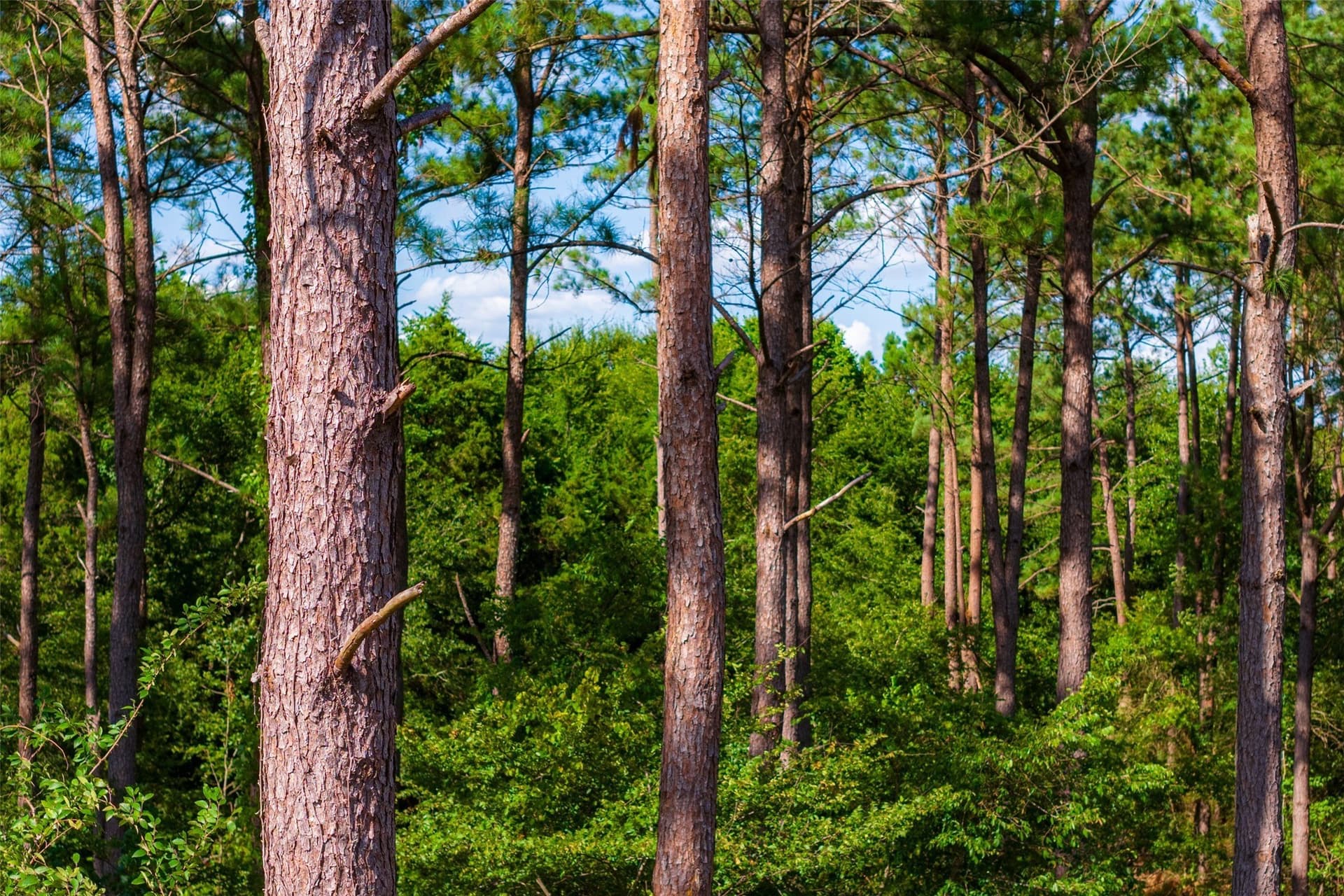 159.38 acres in Cherokee County - photo 25