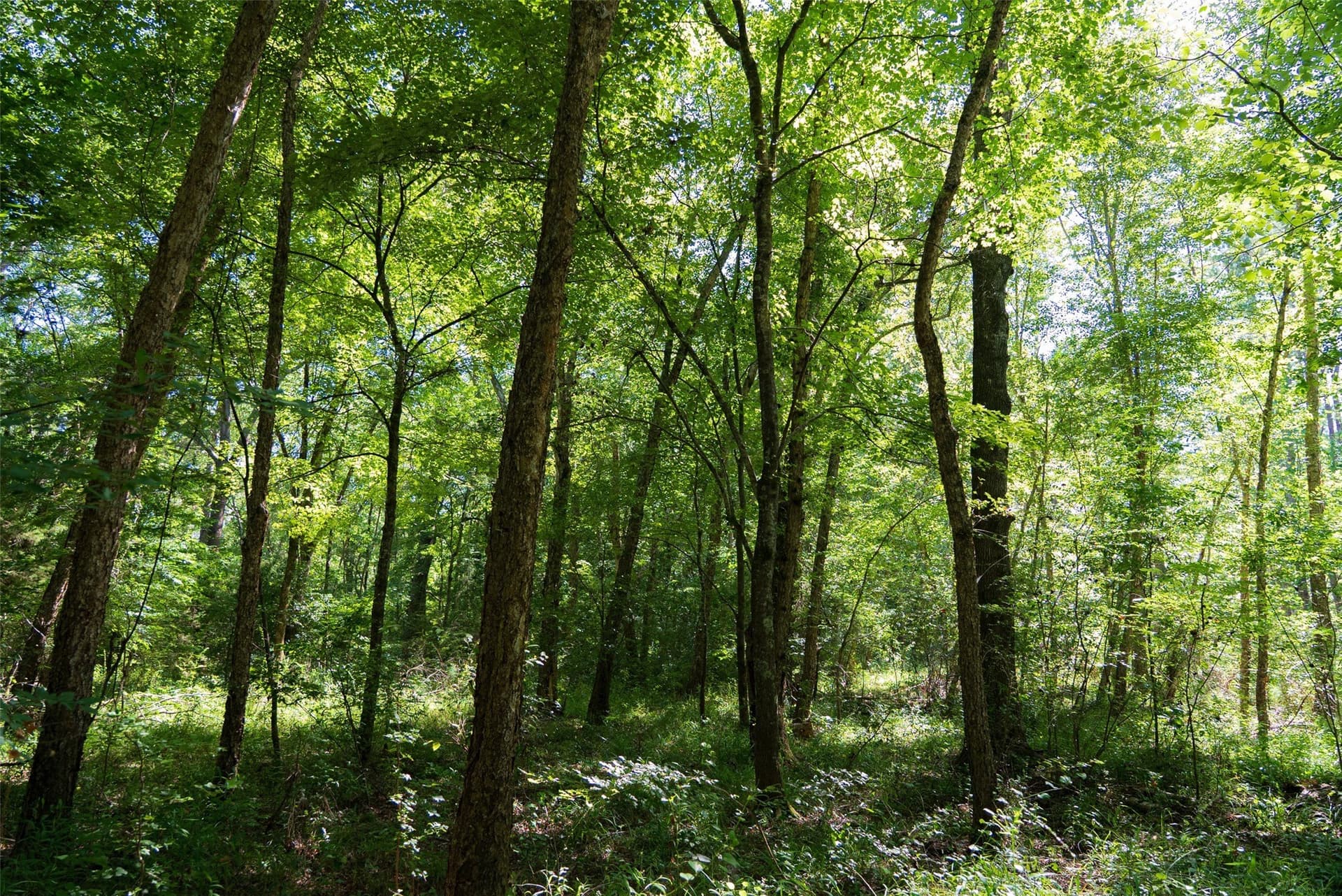 159.38 acres in Cherokee County - photo 19