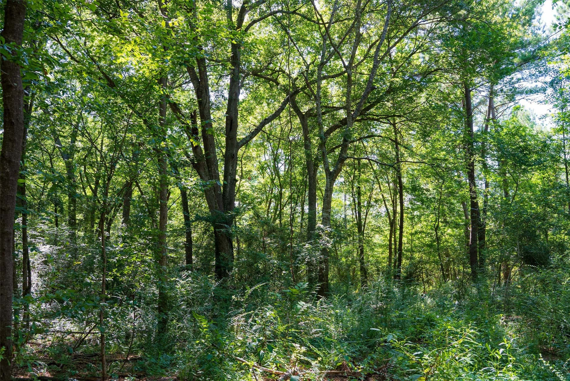 159.38 acres in Cherokee County - photo 6