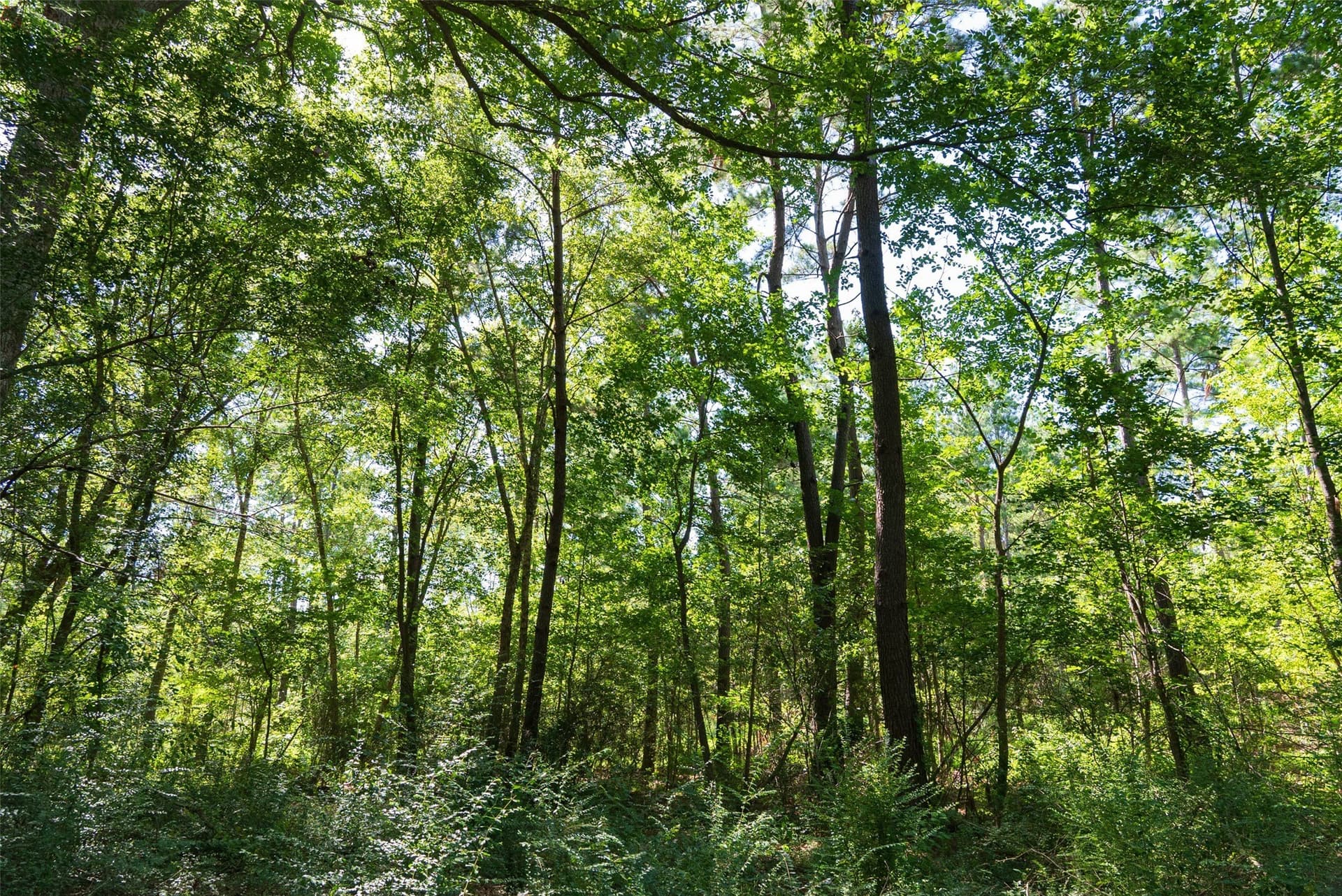 159.38 acres in Cherokee County - photo 30