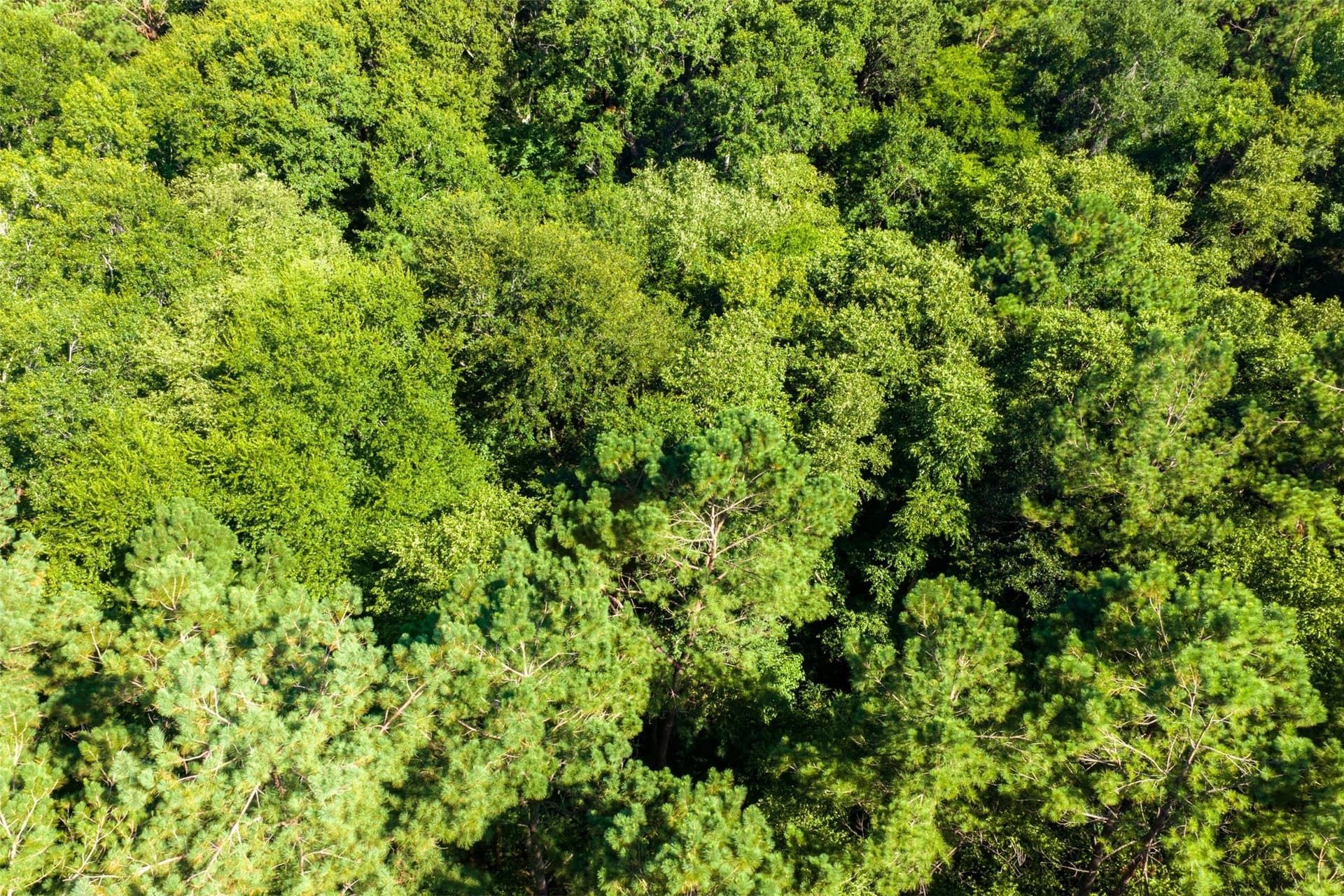 159.38 acres in Cherokee County - photo 32