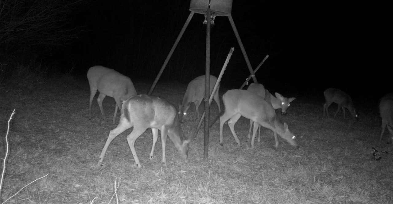 35 acres in Hunt County gallery image 4