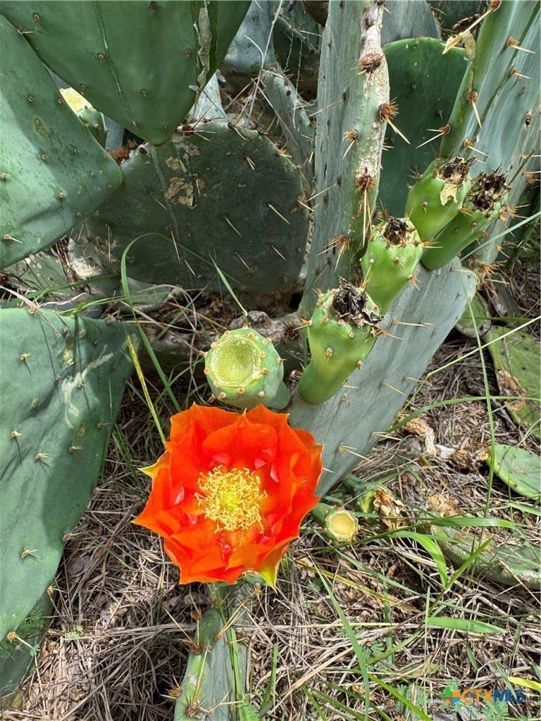 52.97 acres in Guadalupe County - photo 15
