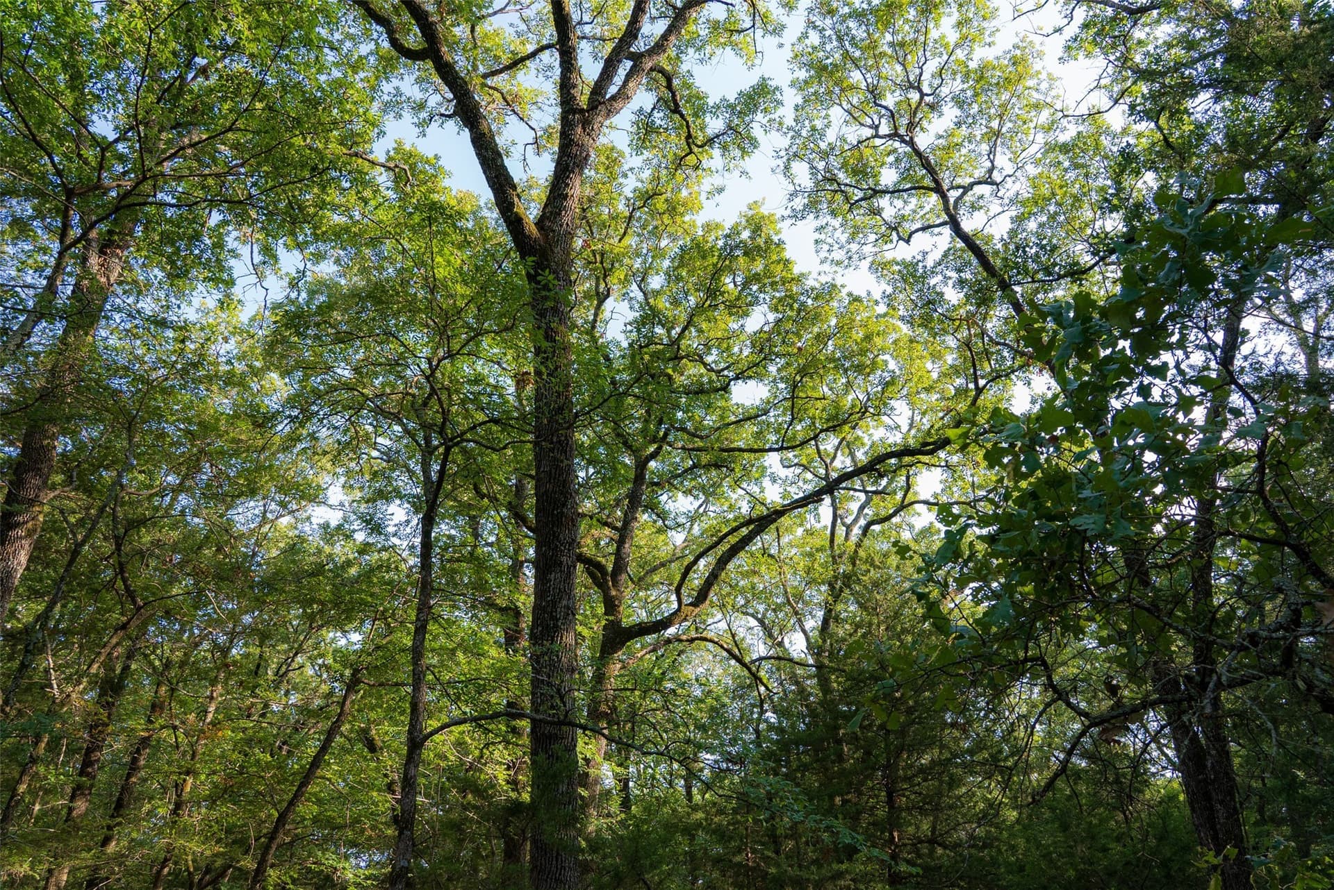 117 acres in Kaufman County - photo 25