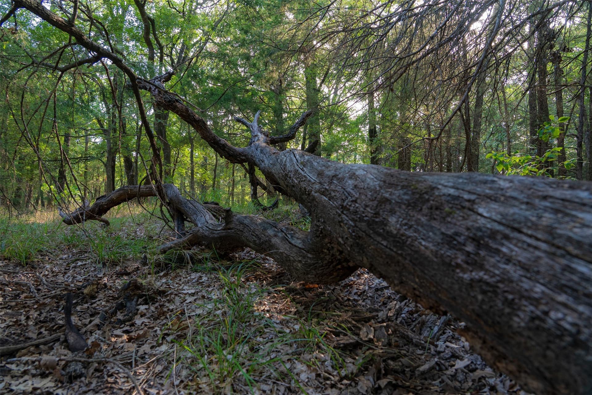 117 acres in Kaufman County - photo 26