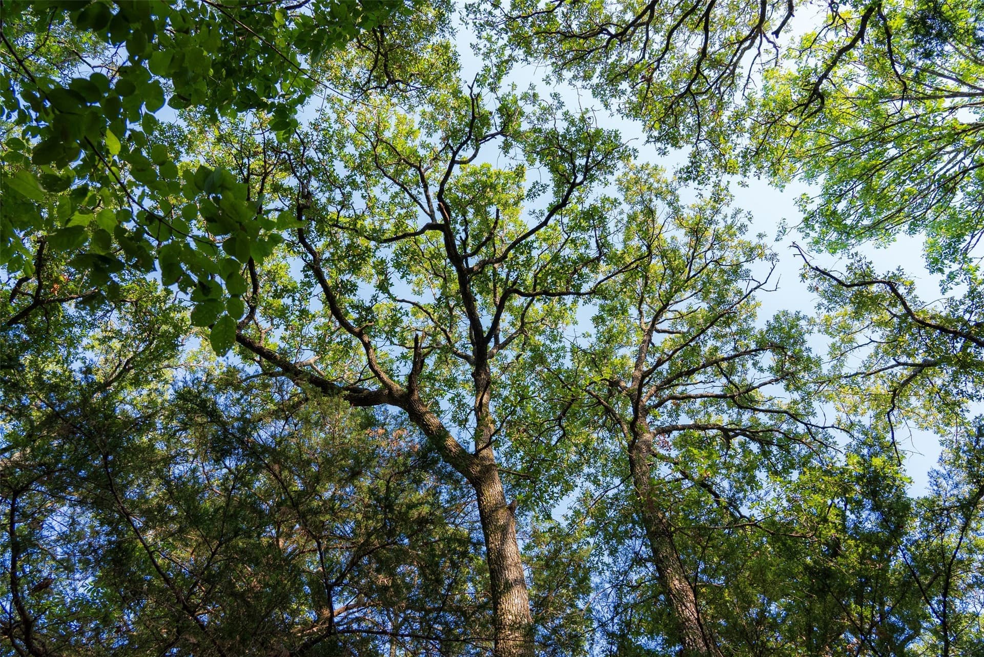 117 acres in Kaufman County - photo 40