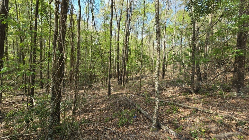 11.4 acres in Texas County - photo 7