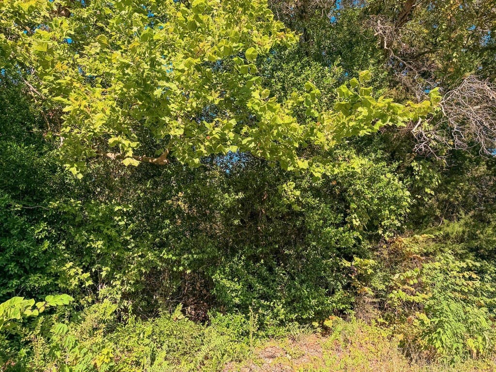 22.54 acres in ANDERSON County - photo 4