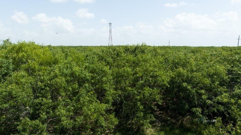 30 acres in Refugio County - photo 17