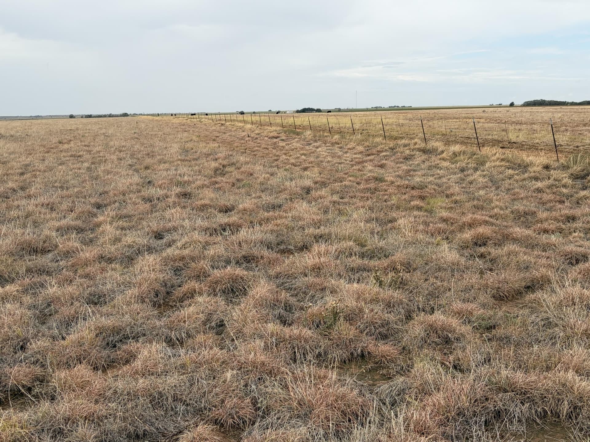 148 acres in Bailey County - photo 5