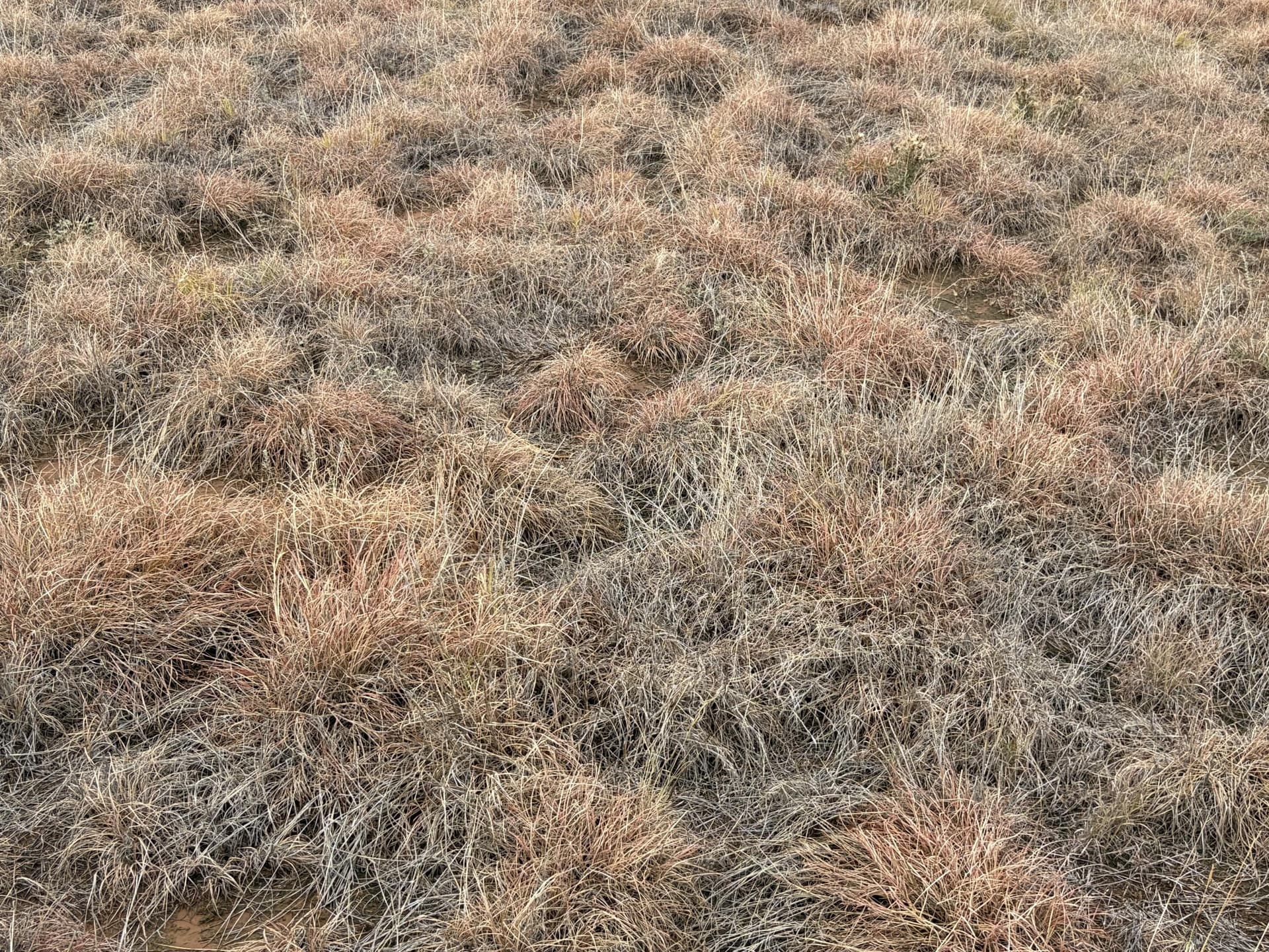 148 acres in Bailey County - photo 3
