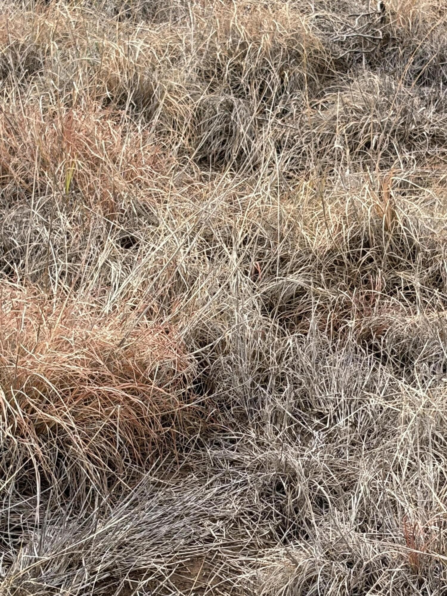 148 acres in Bailey County - photo 4