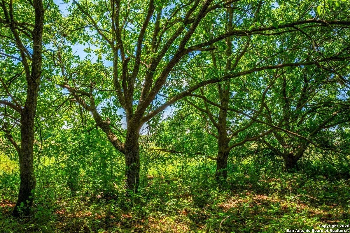 64.55 acres in Guadalupe County - photo 8
