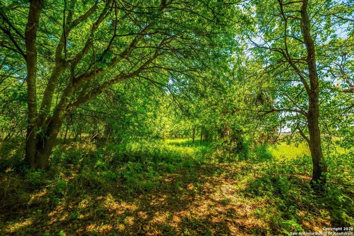 64.55 acres in Guadalupe County - photo 9
