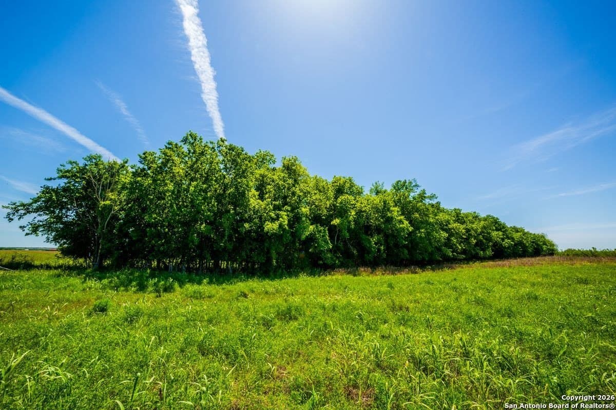 64.55 acres in Guadalupe County gallery image 4