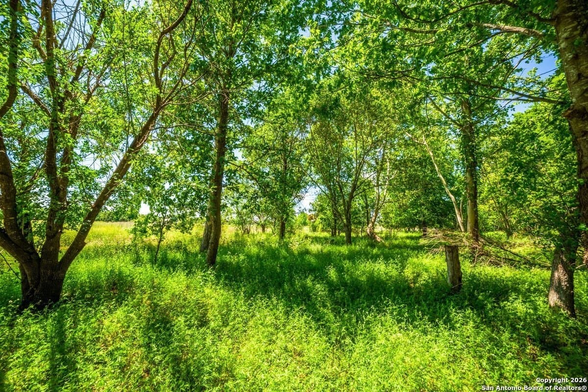 64.55 acres in Guadalupe County - photo 14