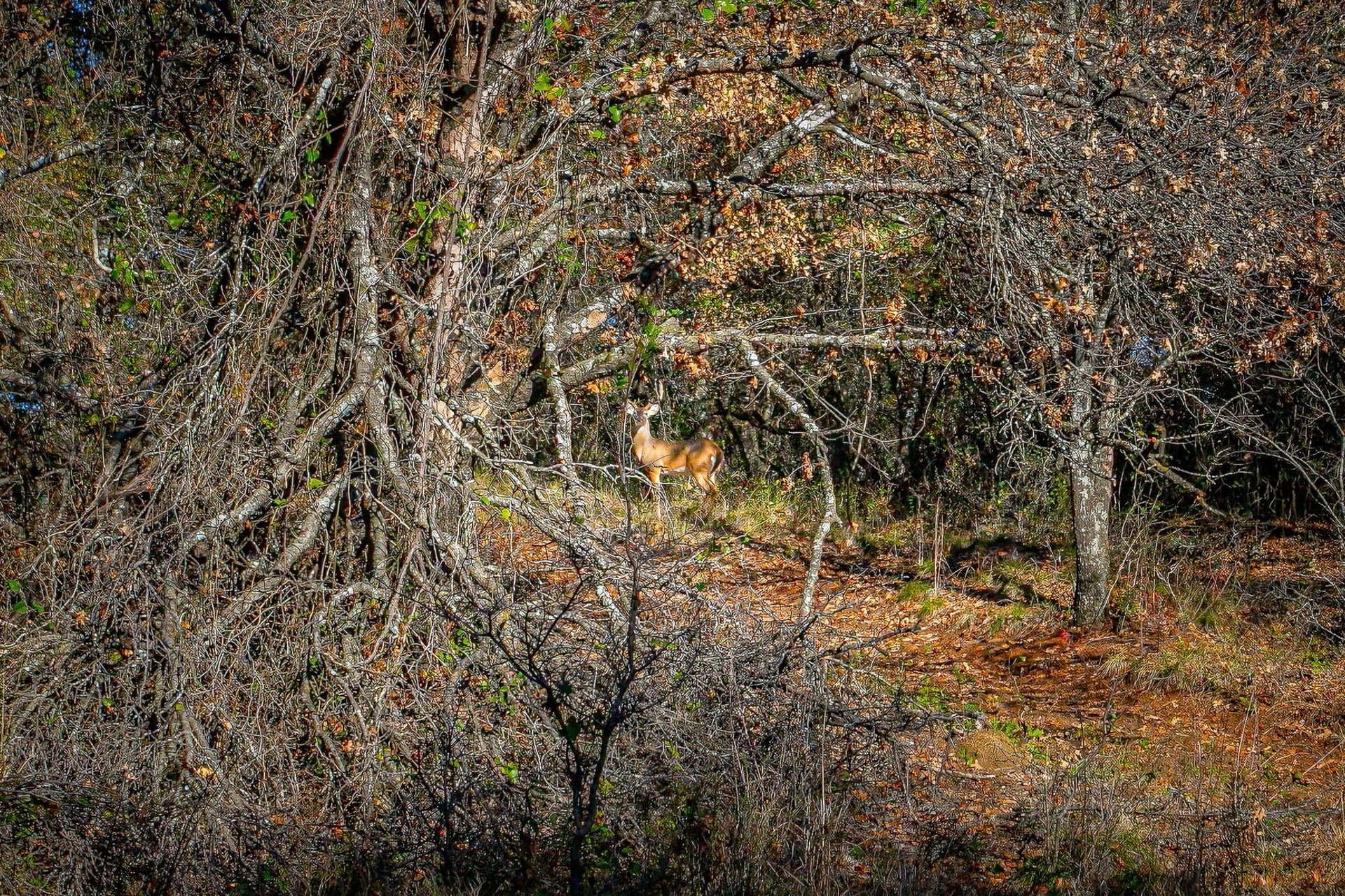298 acres in Erath County - photo 40
