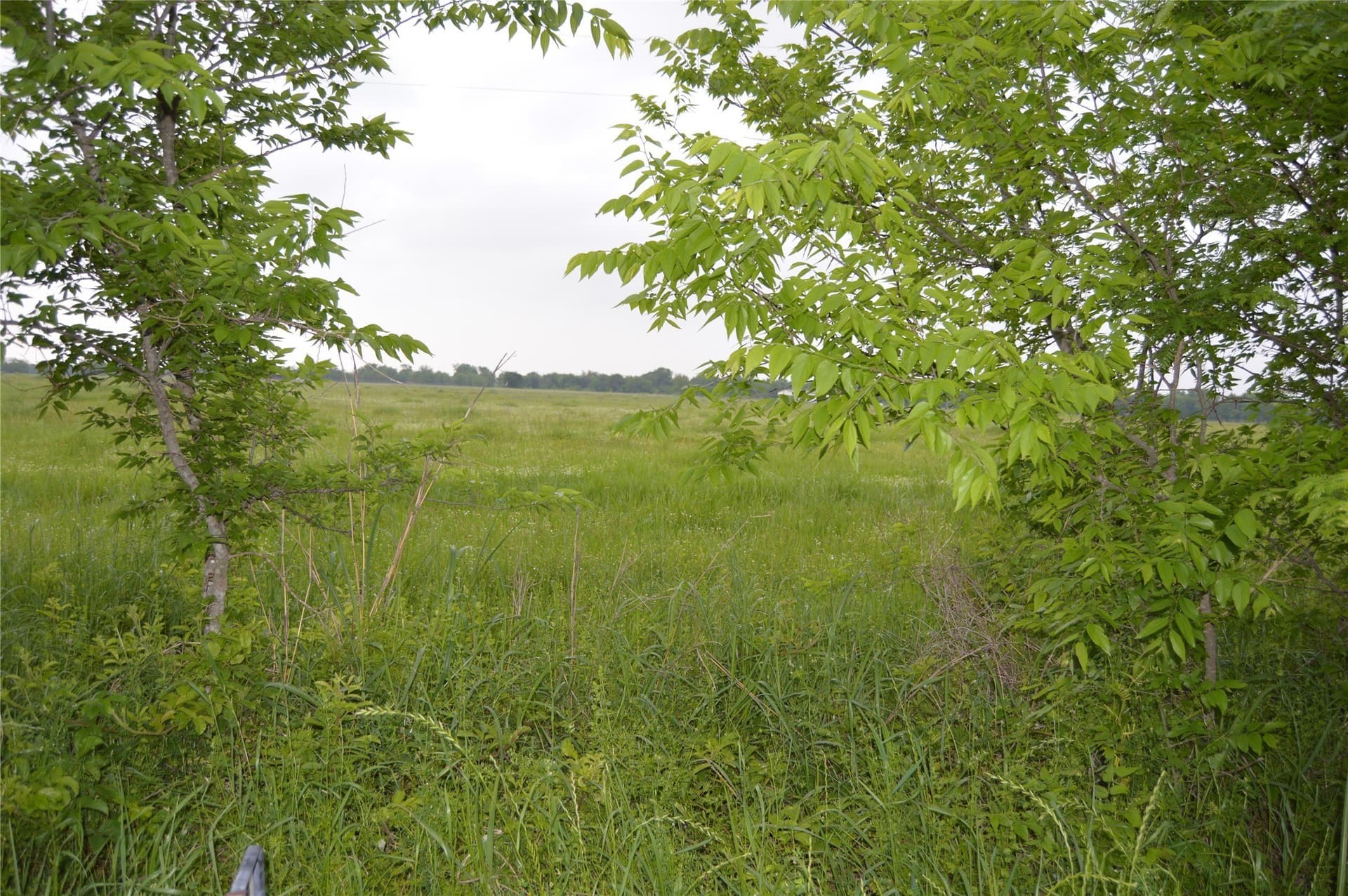 3 acres in Rains County gallery image 2