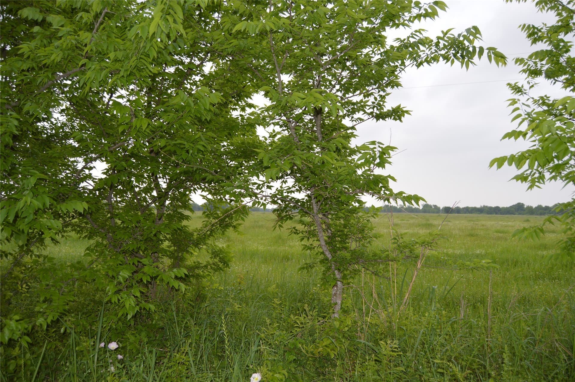 3 acres in Rains County gallery image 3