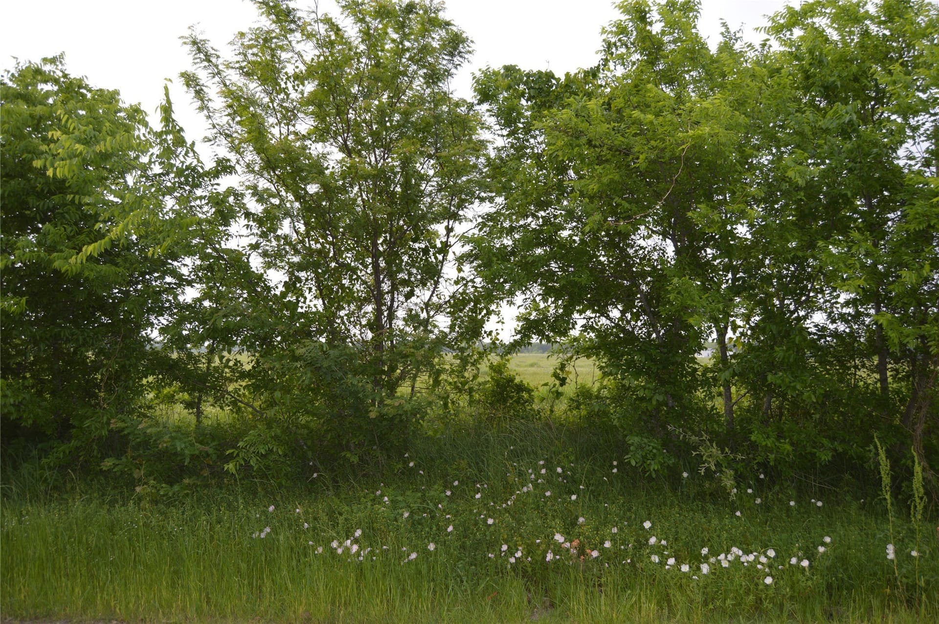 3 acres in Rains County - photo 12