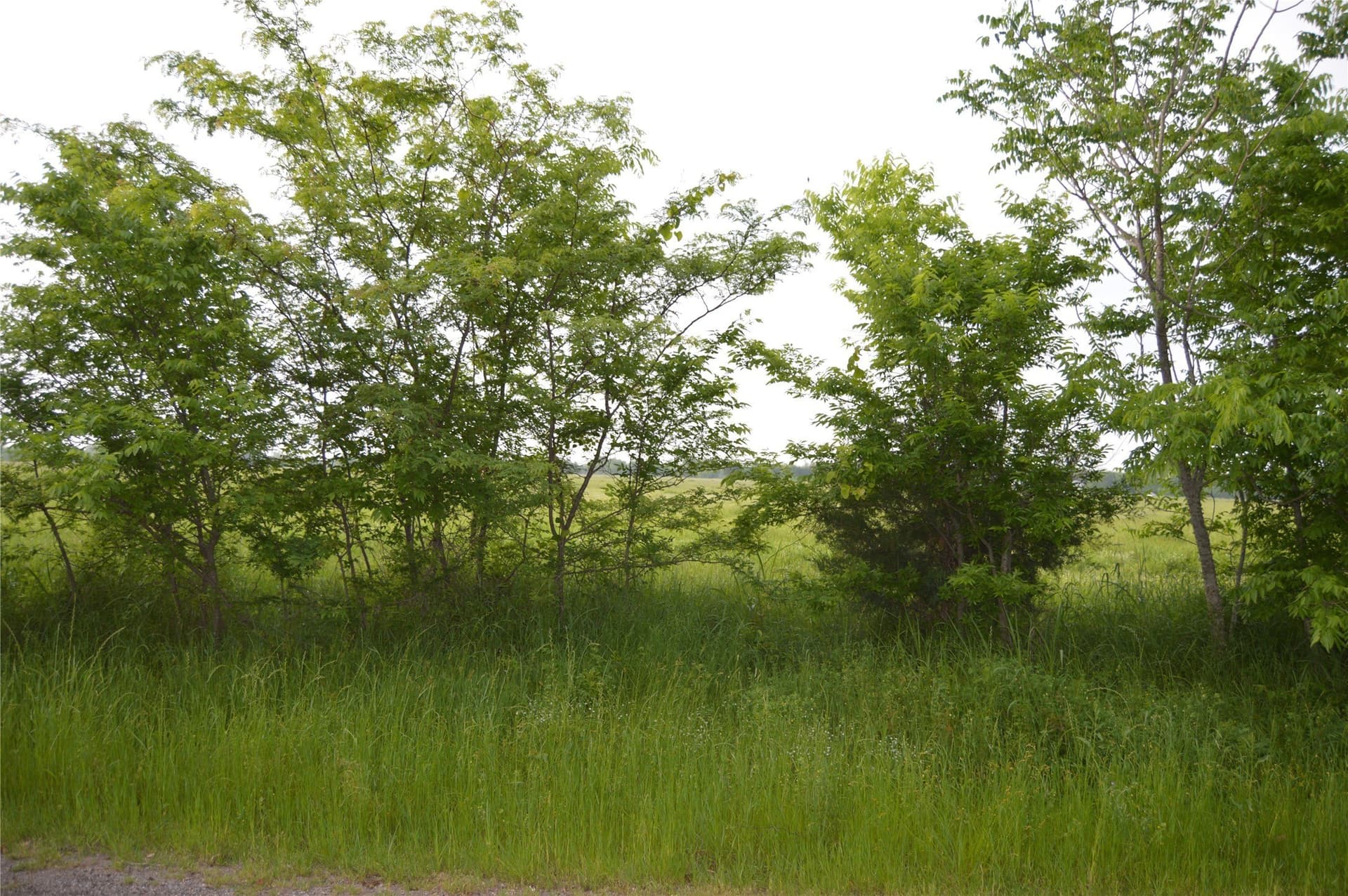 3 acres in Rains County - photo 13