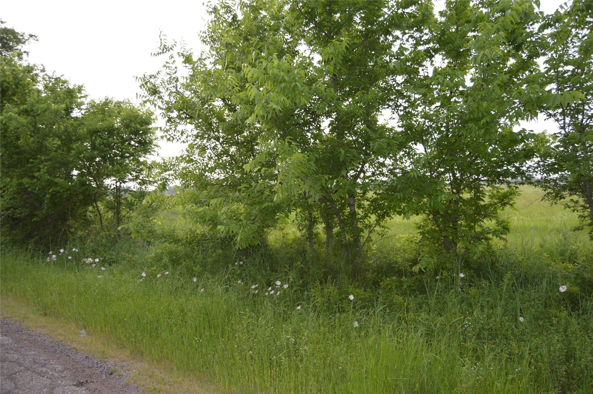 3 acres in Rains County - photo 14