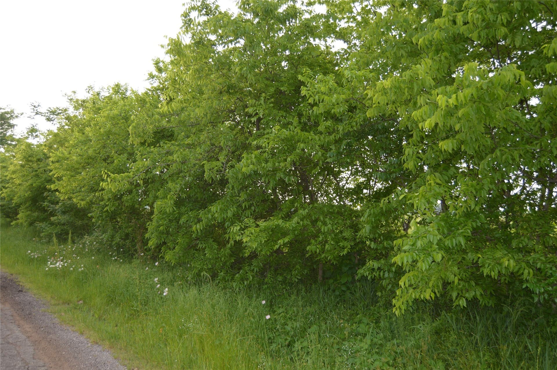 3 acres in Rains County - photo 11
