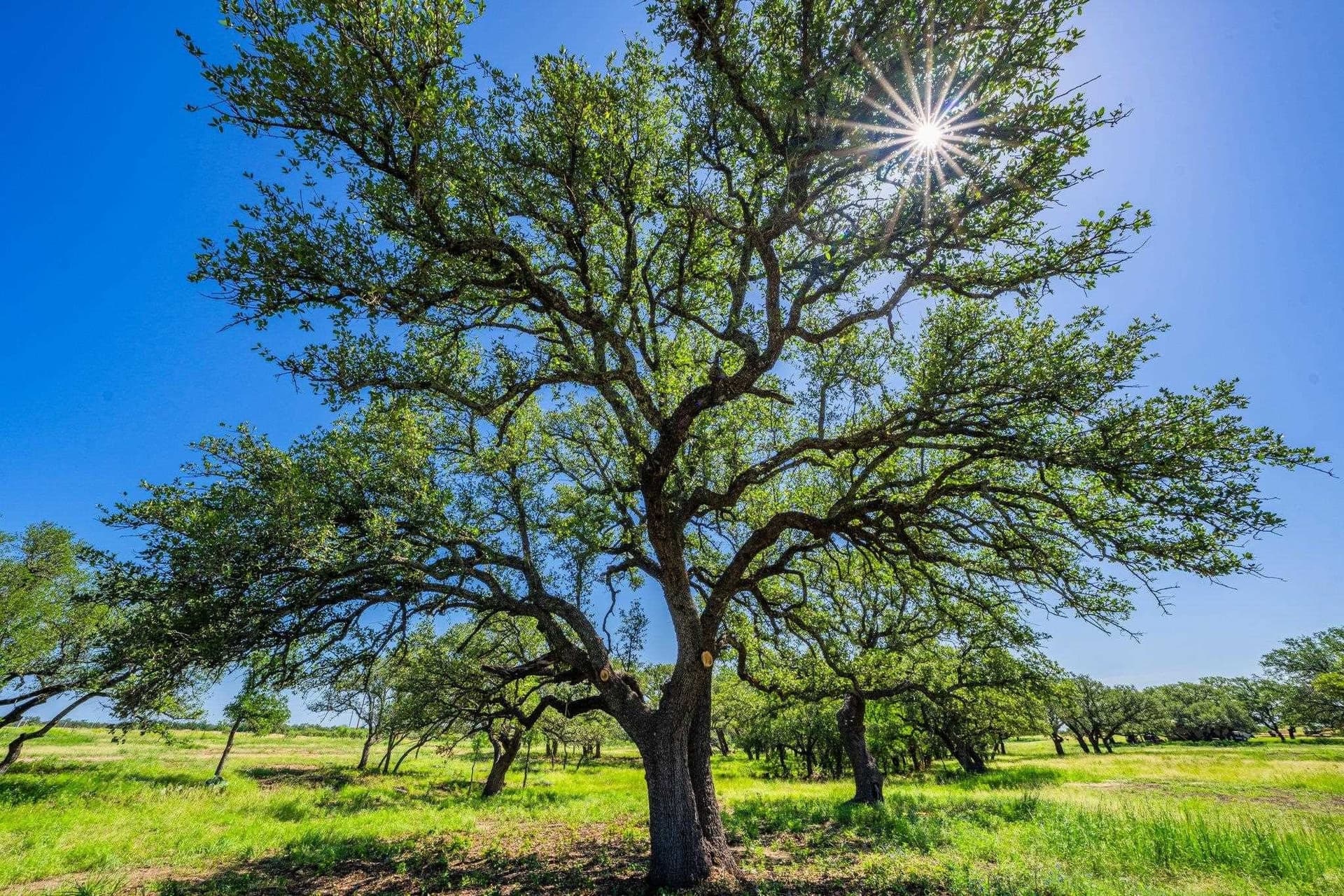 176 acres in Llano County - photo 8