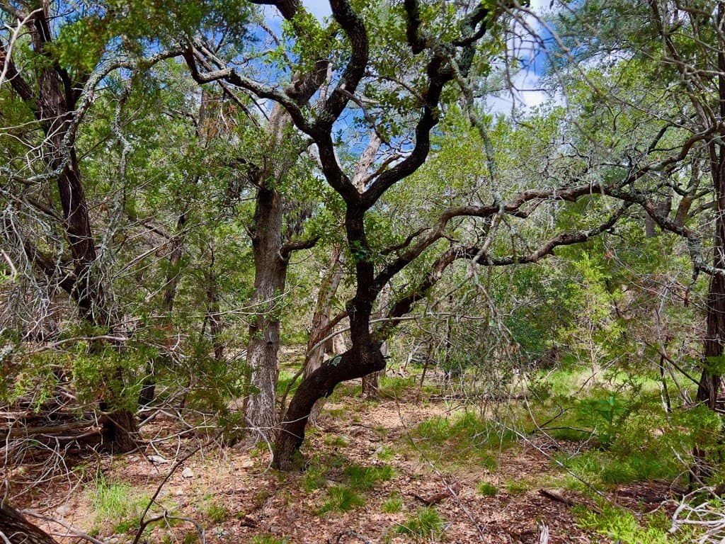 15.69 acres in Blanco County featured view