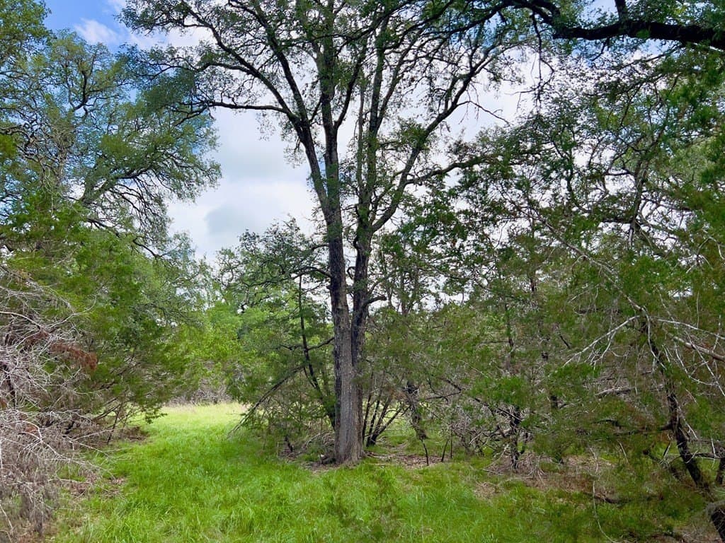 15.69 acres in Blanco County gallery image 3