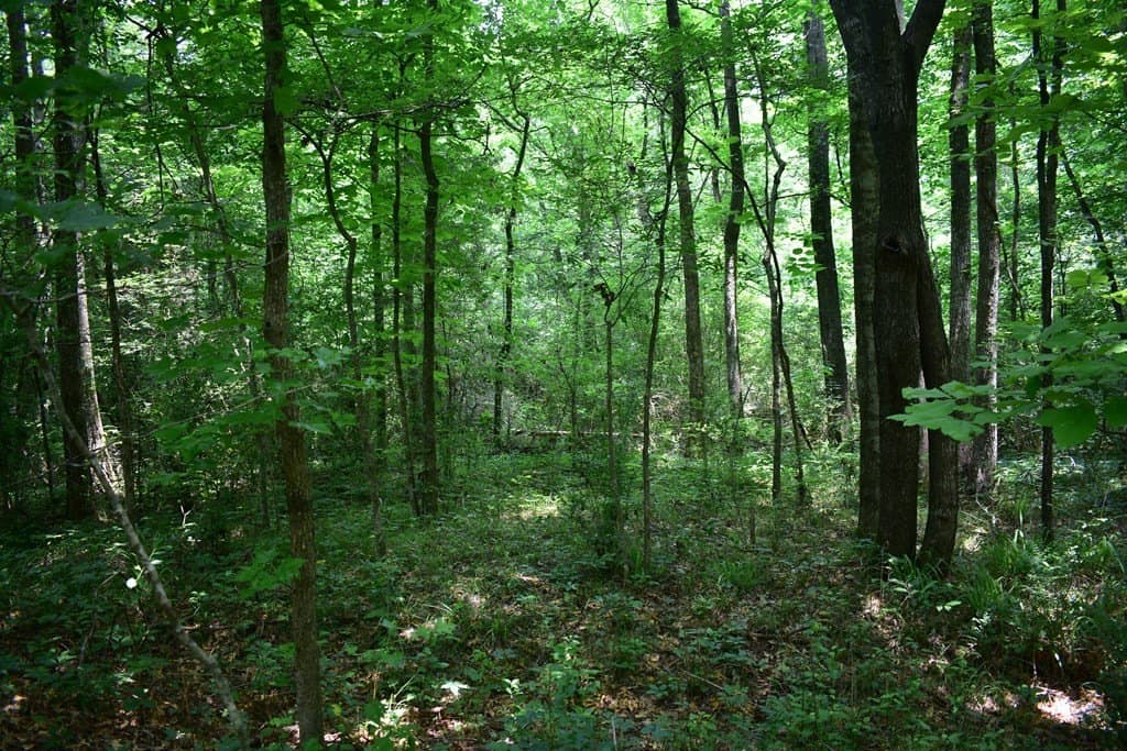 5.21 acres in Texas County gallery image 3