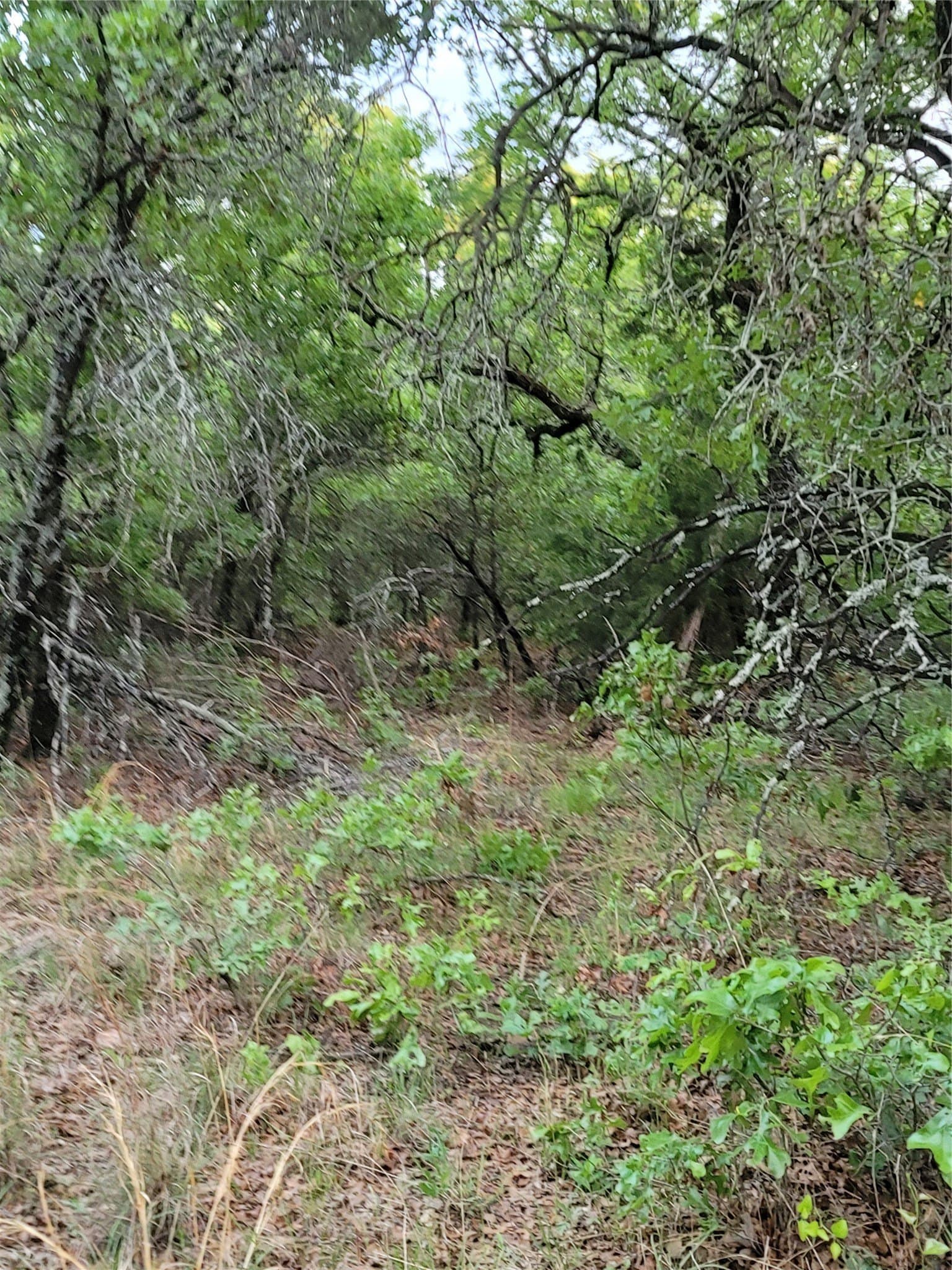 21.45 acres in Montague County gallery image 3