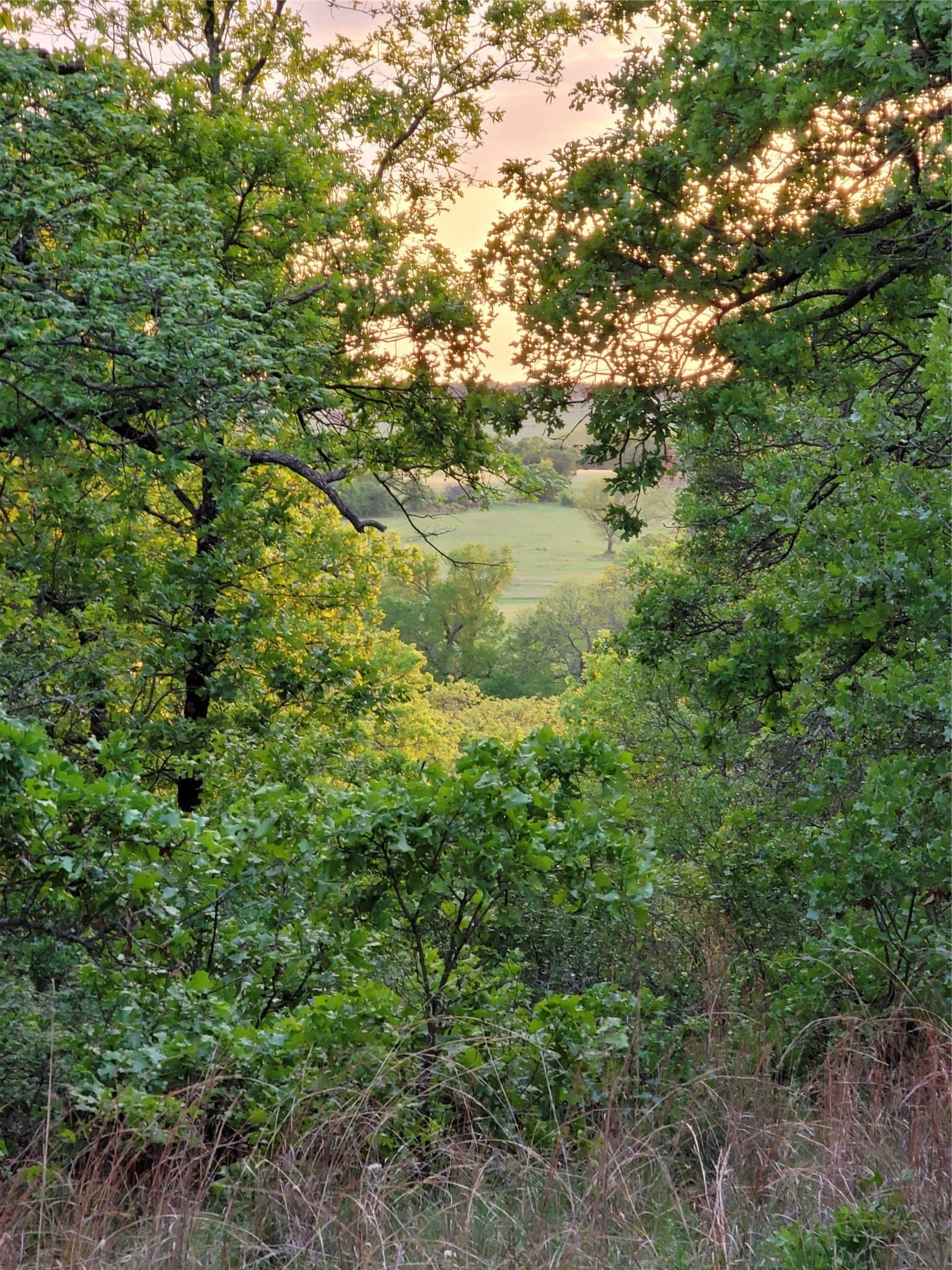 21.45 acres in Montague County gallery image 2