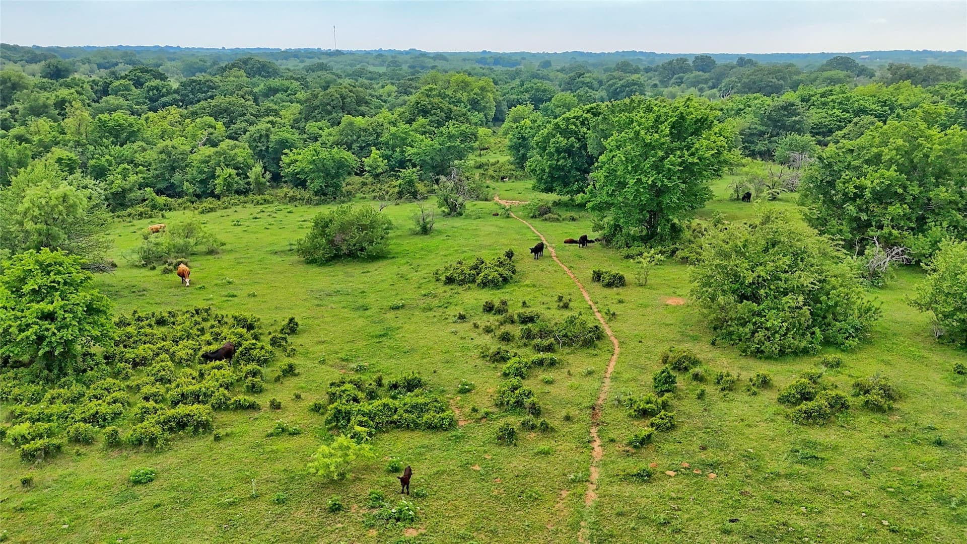 92.75 acres in Montague County featured view