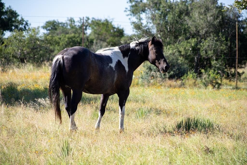 73.7 acres in Llano County - photo 107