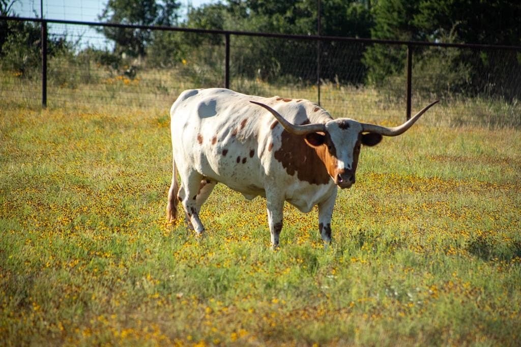 73.7 acres in Llano County - photo 72