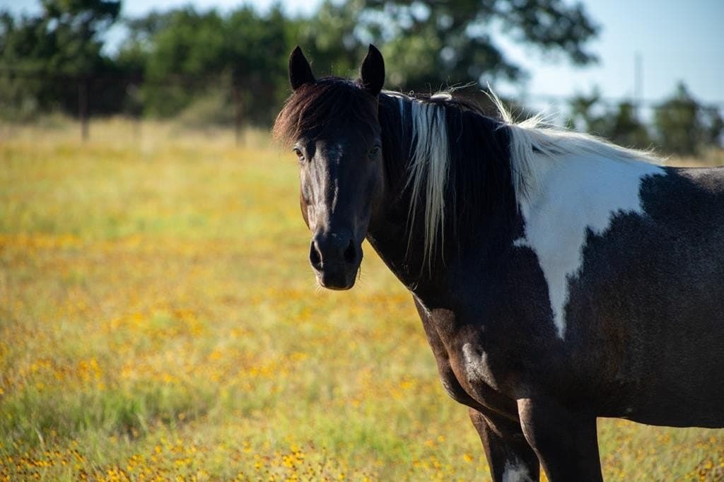 73.7 acres in Llano County - photo 65