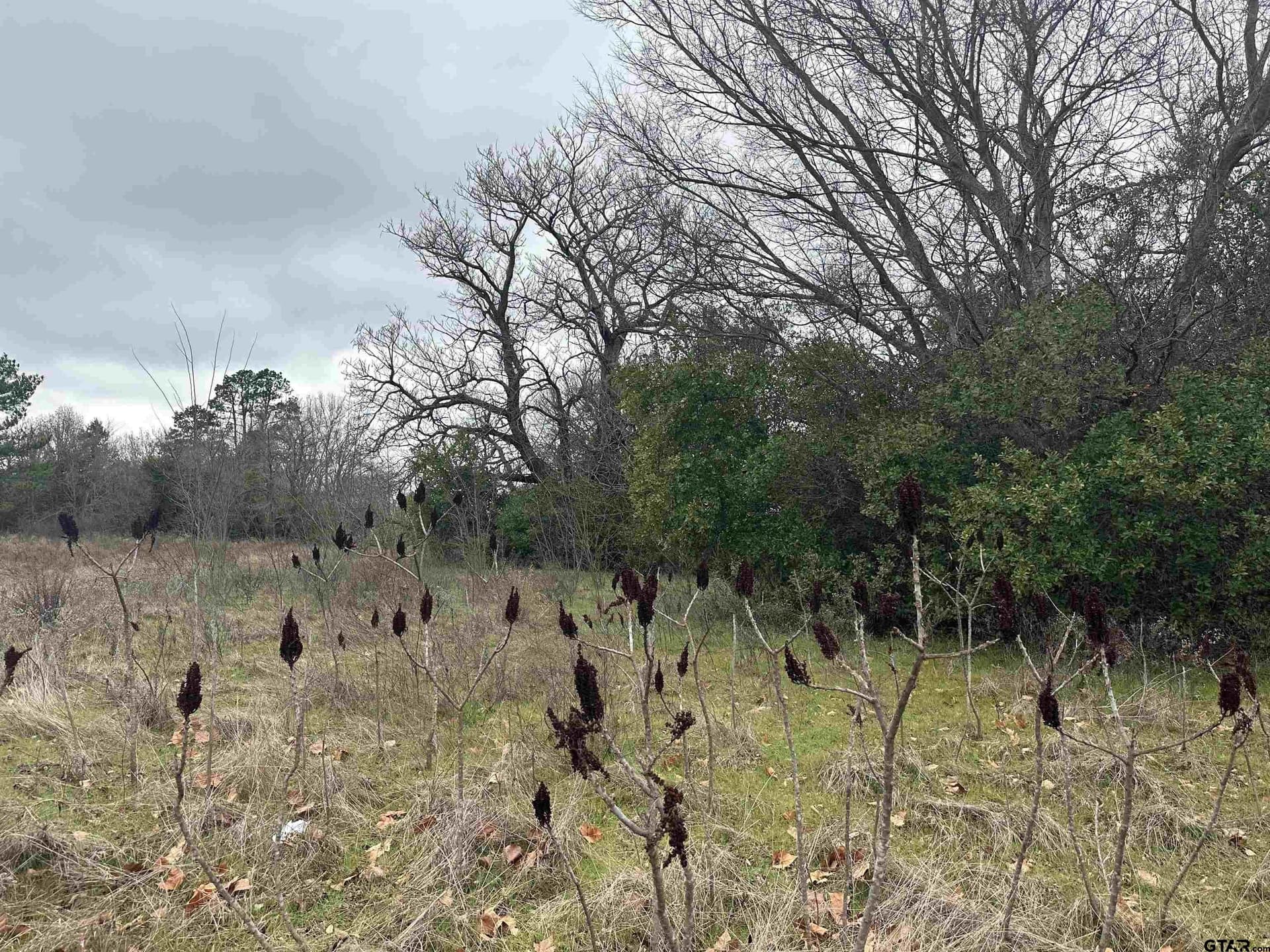 19.95 acres in Smith County gallery image 2