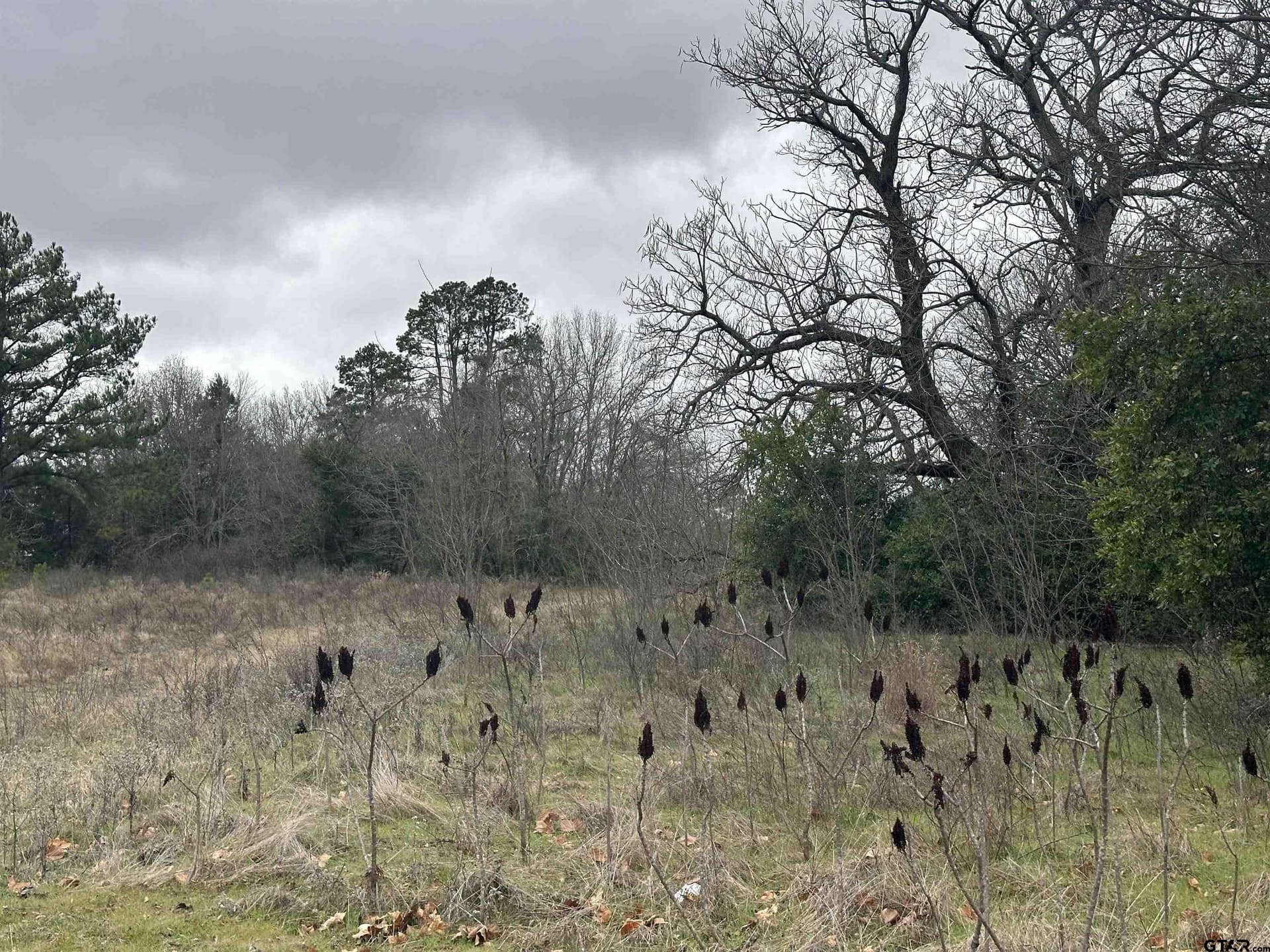 19.95 acres in Smith County gallery image 3