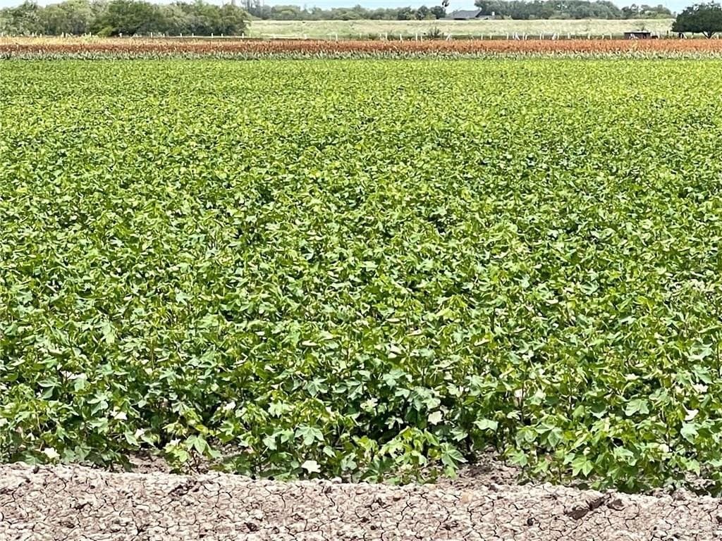 7.61 acres in Hidalgo County gallery image 4