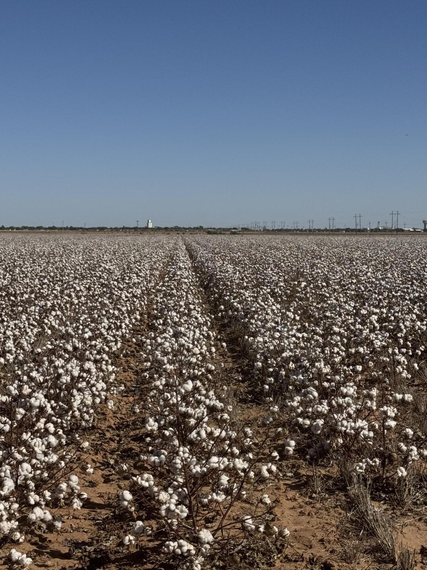 68.2 acres in Hale County - photo 12
