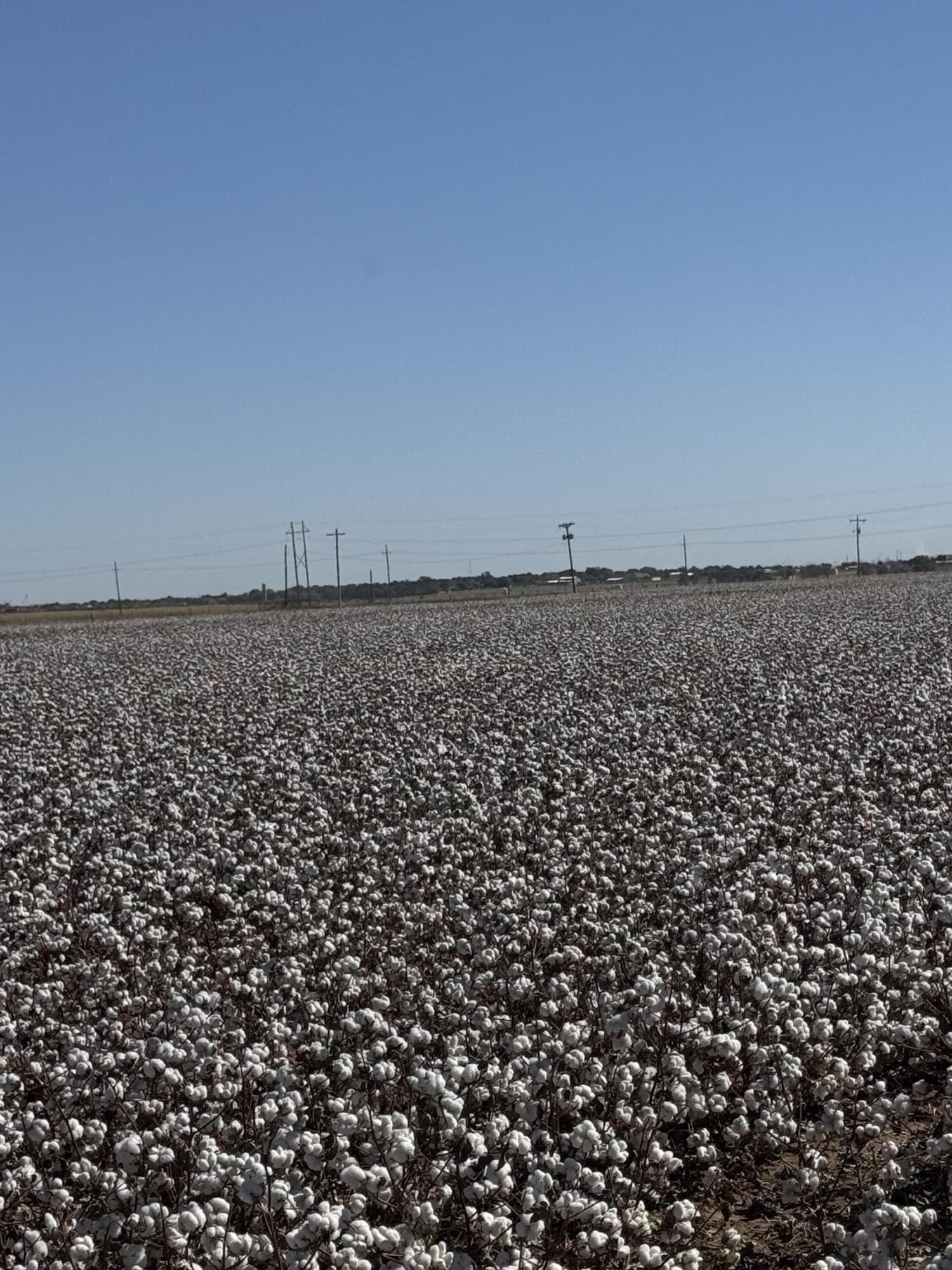 68.2 acres in Hale County - photo 15