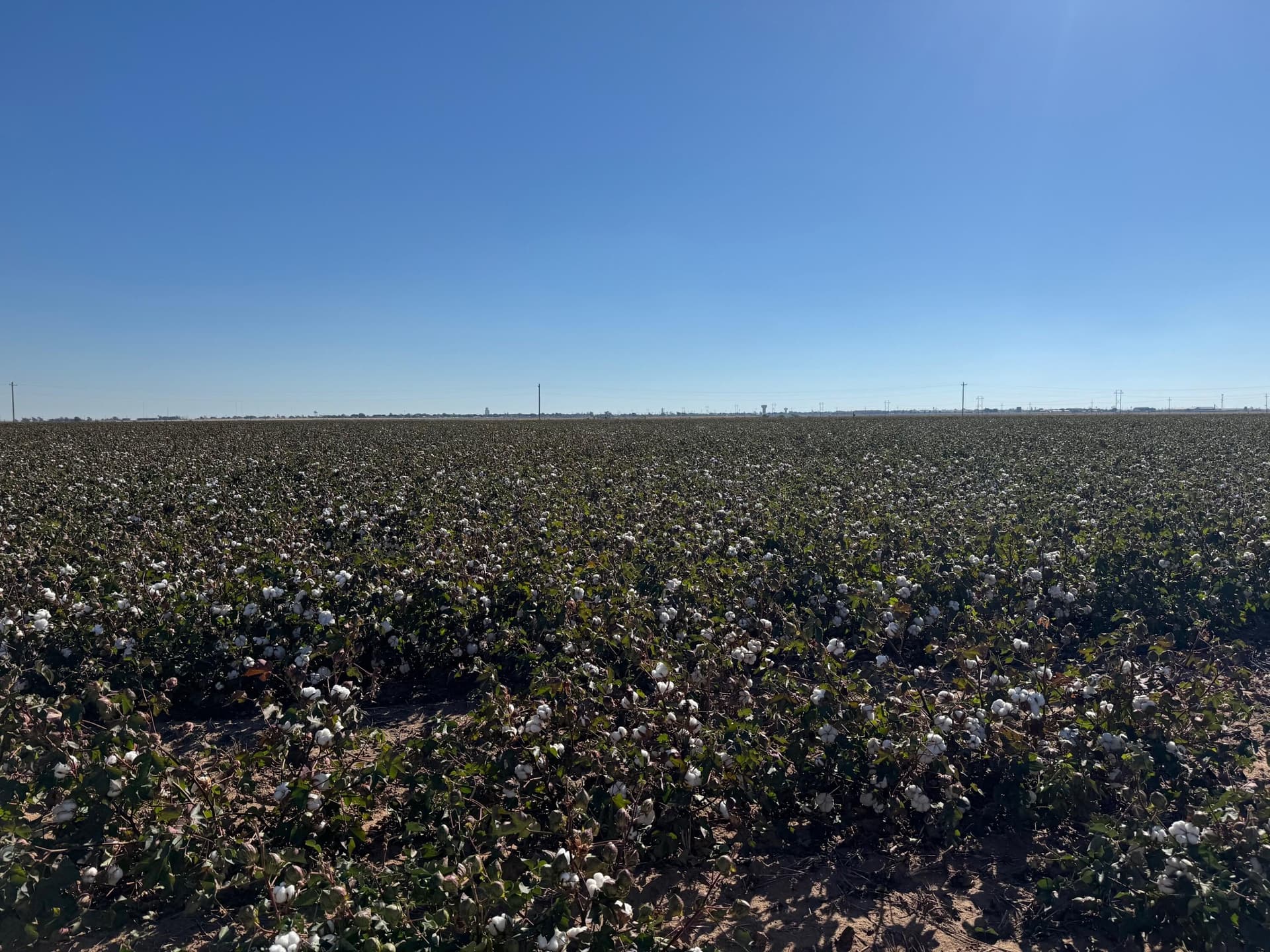 68.2 acres in Hale County - photo 9