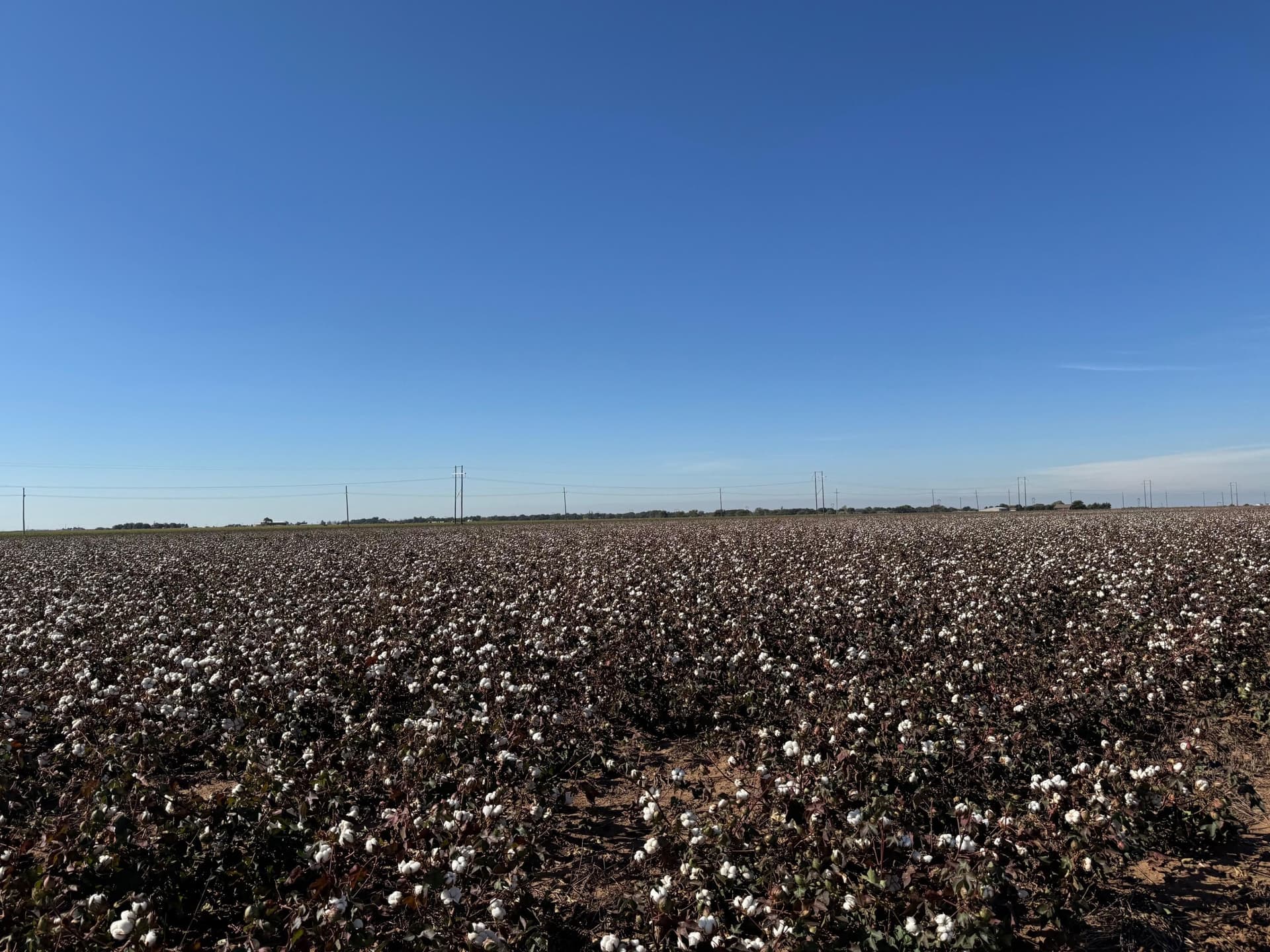 68.2 acres in Hale County