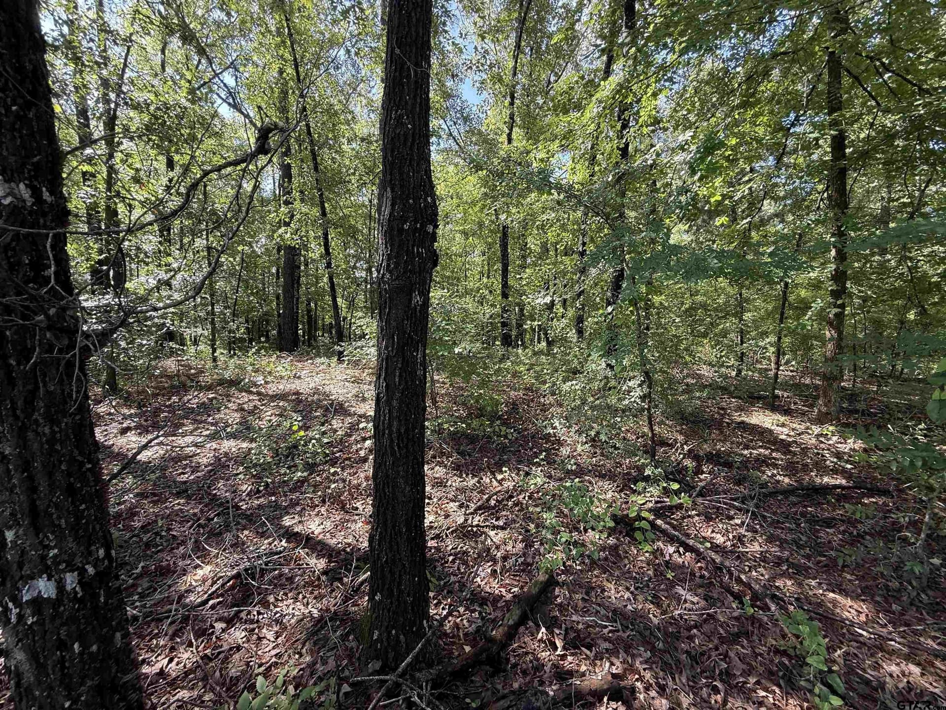10 acres in Rusk County gallery image 4
