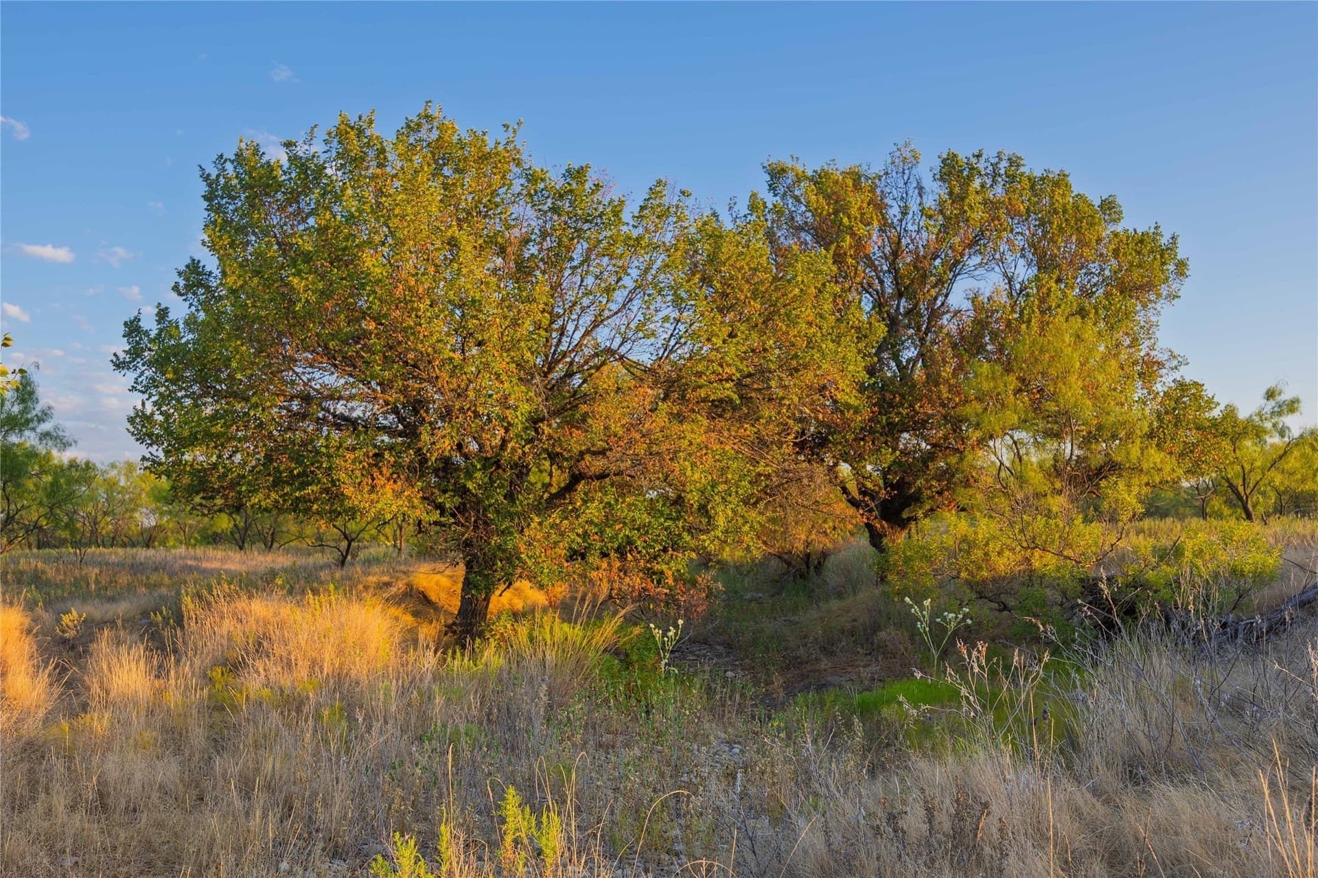 652.78 acres in Callahan County - photo 20