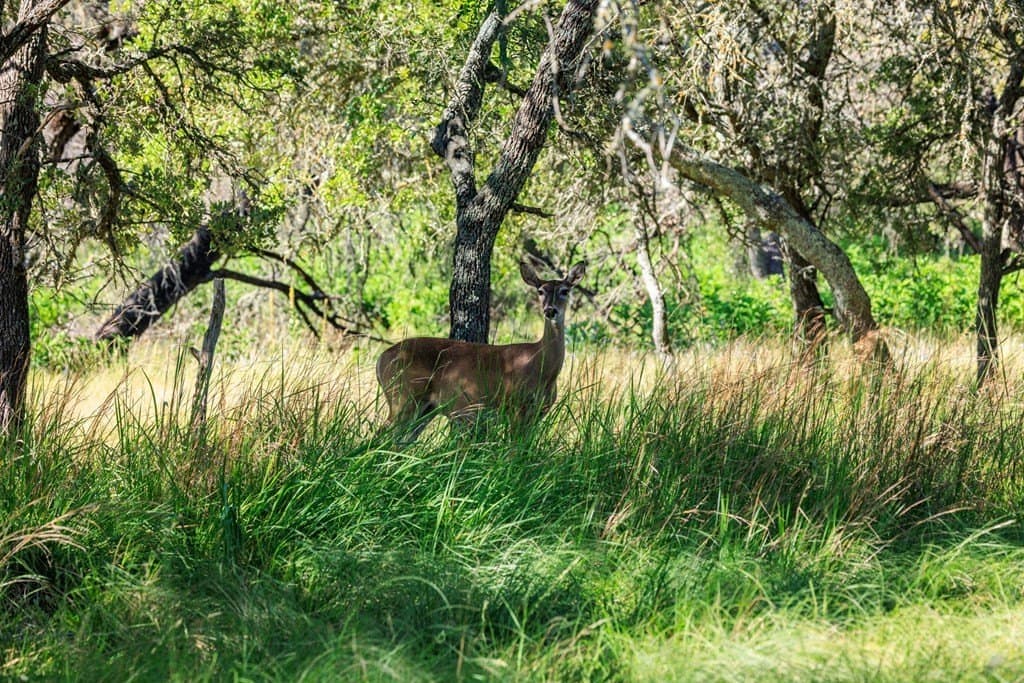 109.73 acres in Gillespie County gallery image 3