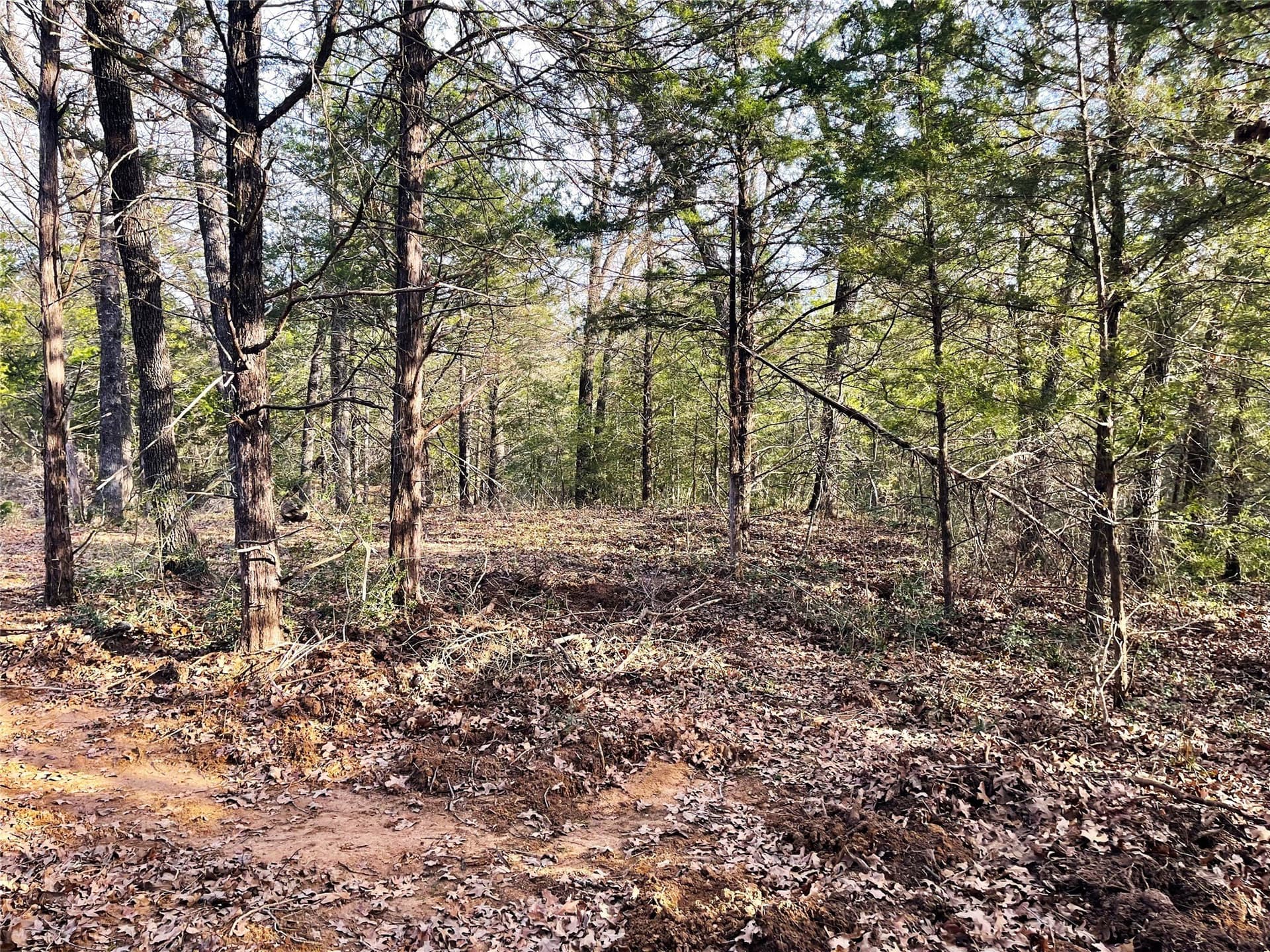 50 acres in Freestone County - photo 29